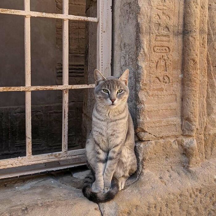 Gray tabby kitty sitting calmly by an old stone window, enjoying the peaceful outdoor view.