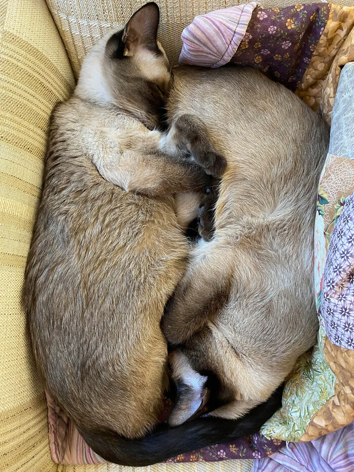 Two adorable cat duos curled up together sleeping peacefully, showcasing why two is better than one.