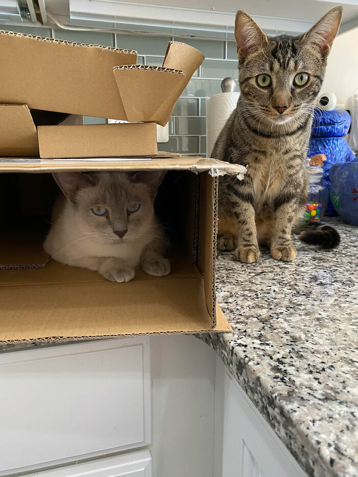Two adorable cat duos featuring a tabby cat sitting on a kitchen counter and a Siamese cat inside a cardboard box.