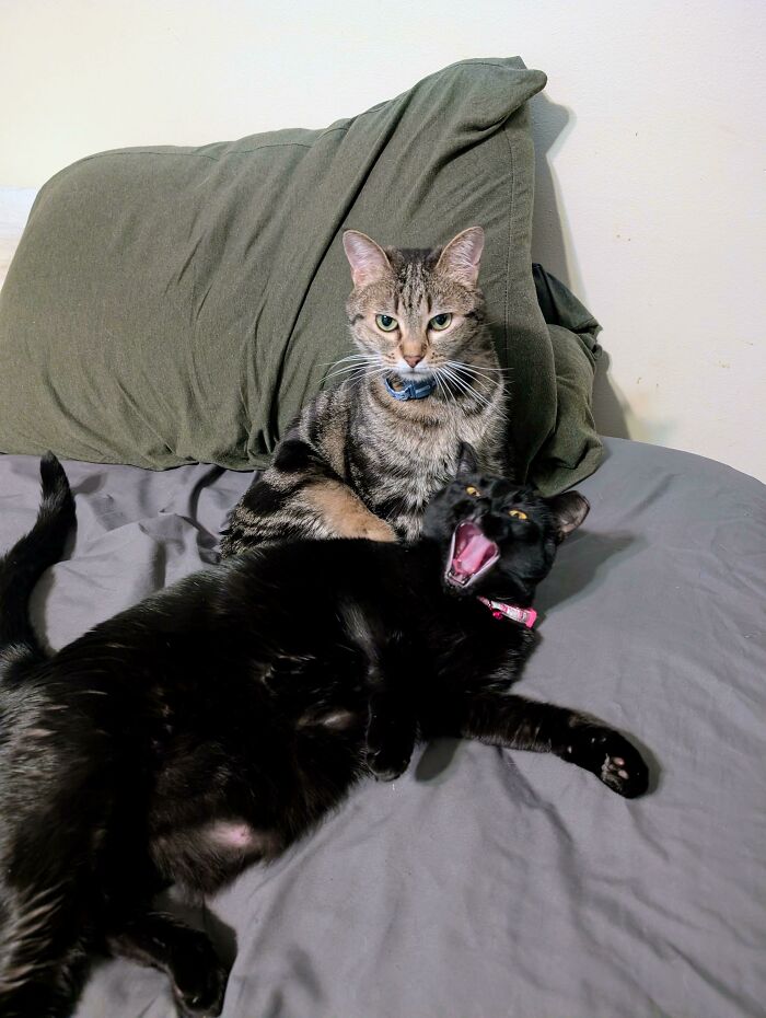 Two adorable cat duos cuddling on a bed, featuring a tabby and a black cat with a pink collar at home.