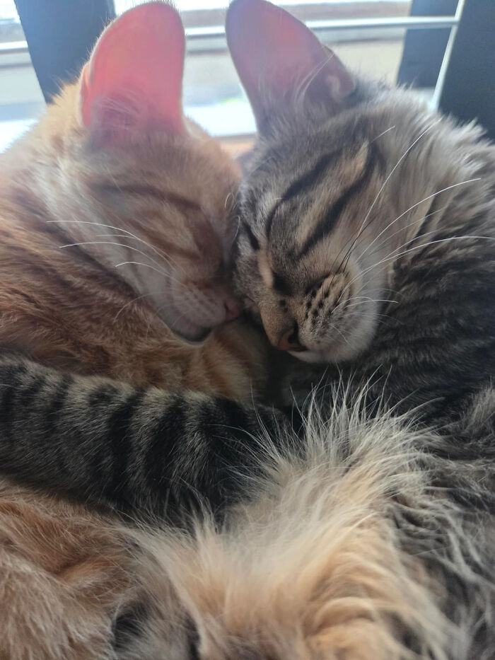 Two adorable cat duos cuddling closely, showcasing the warmth and bond that prove two is better than one.