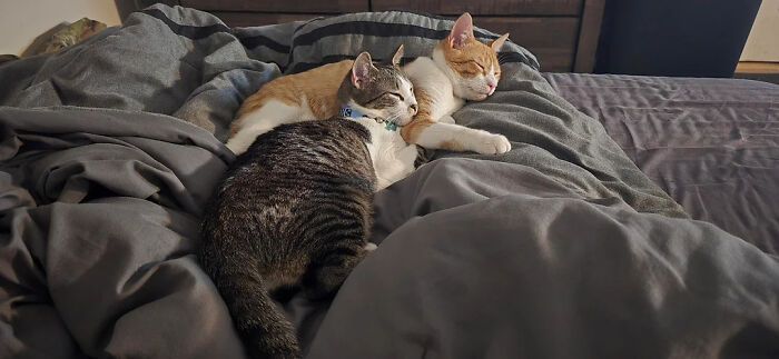 Two adorable cat duos cuddling on a cozy bed showing why two cats are better than one for companionship.