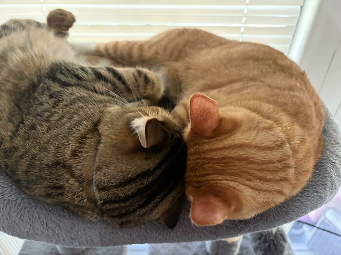 Two adorable cat duos cuddling closely on a gray cat tree near a sunlit window, showing their bond and affection.