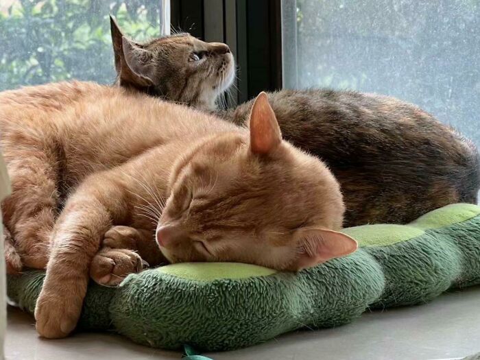 Two adorable cats resting closely together on a green cushion by a window in a cozy setting.