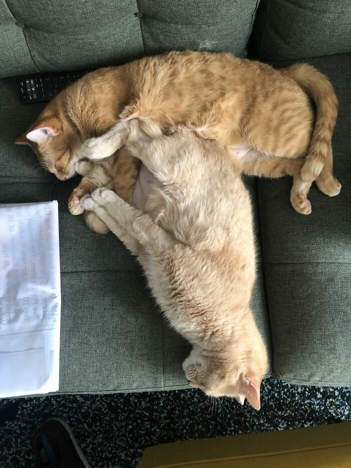 Two adorable cat duos cuddling closely while napping on a green couch, showing why two is better than one.