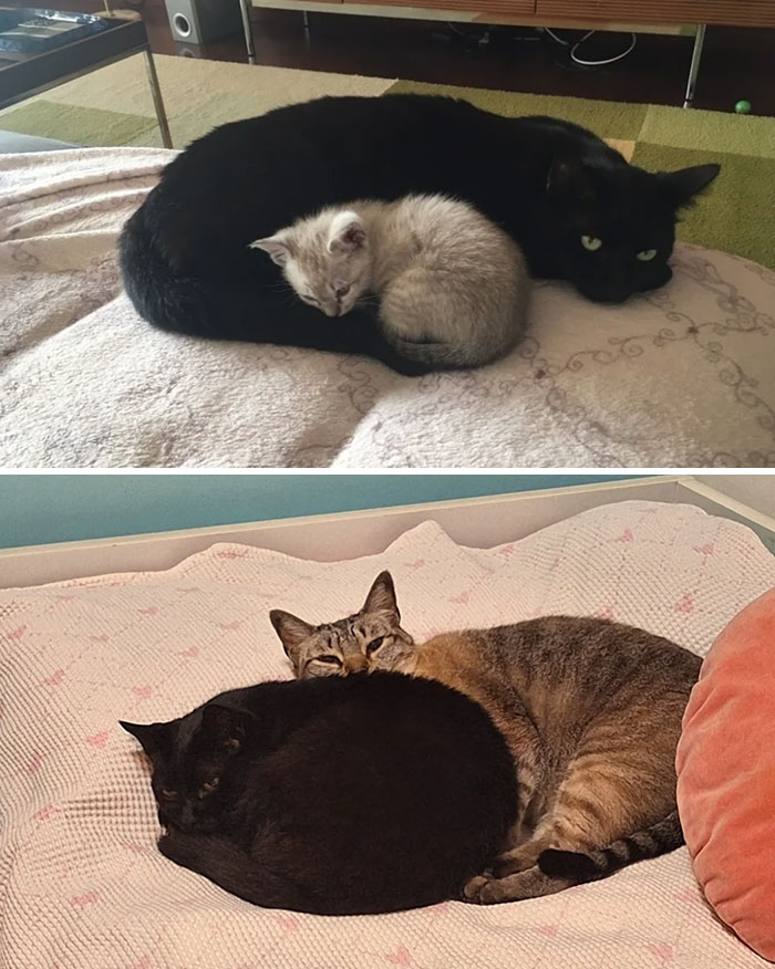 Two adorable cat duos cuddling closely together, showcasing the charm of cute cat duos for pet lovers.