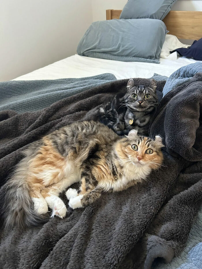 Two adorable cat duos lounging together on a cozy bed with soft blankets and pillows.