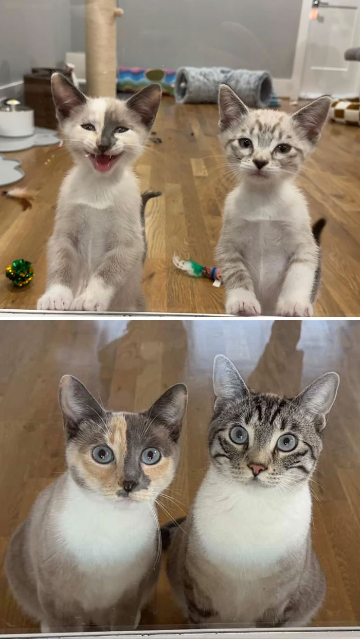 Two adorable cat duos with distinct markings sitting side by side on a wooden floor indoors.