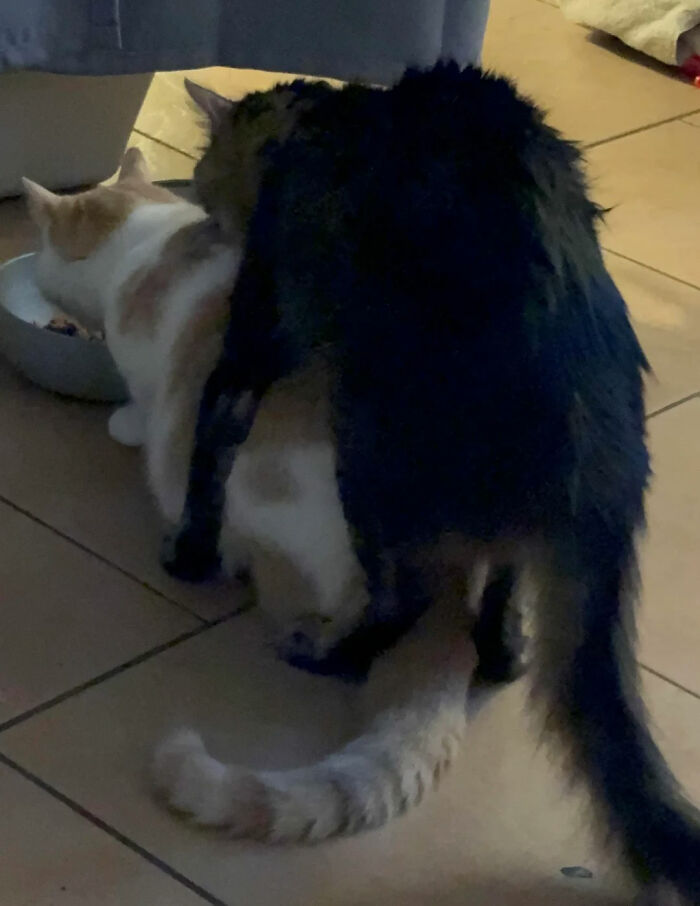 Two adorable cat duos playfully interacting on a tiled floor, showcasing the charm of cat duos.