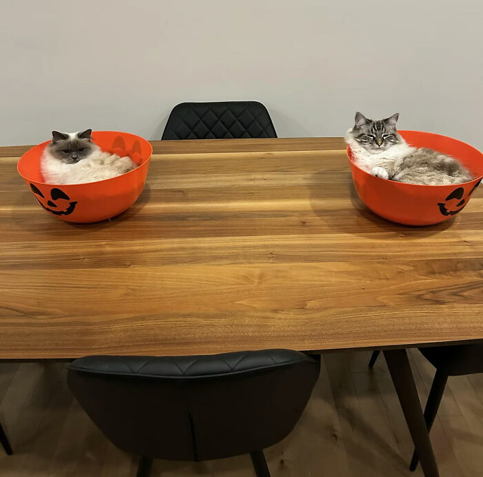 Two adorable cat duos resting comfortably in orange Halloween-themed bowls on a wooden table indoors.