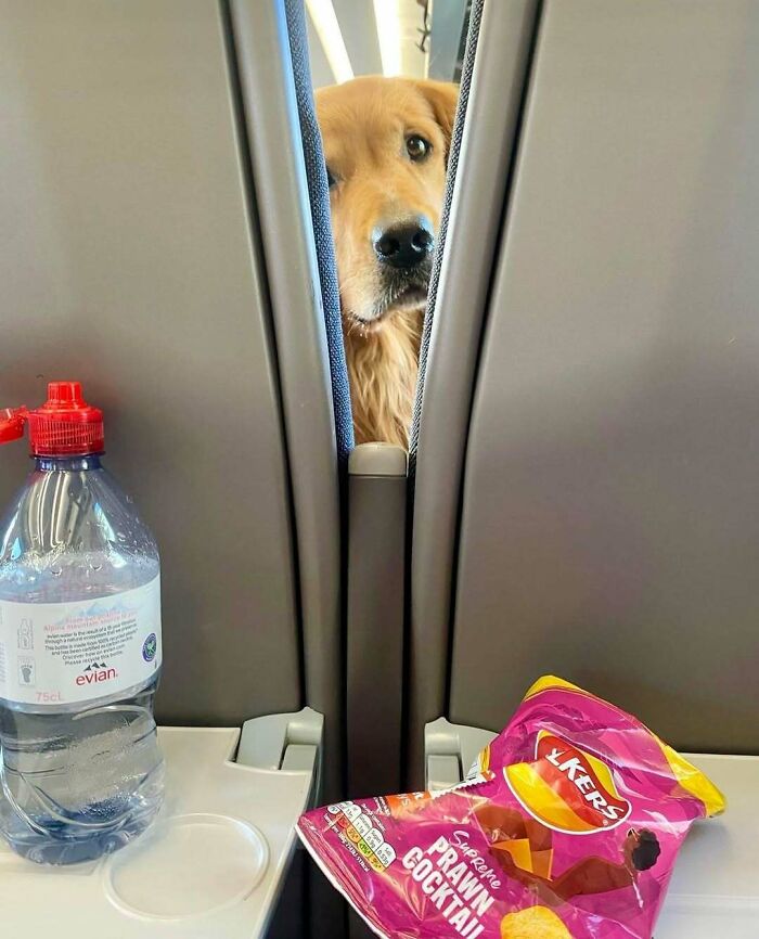 Golden retriever peeking between airplane seats with a water bottle and snacks on the tray table, aviation travel humor.