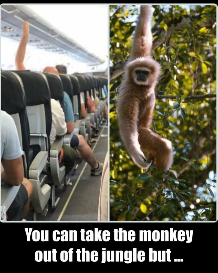 Passengers raising arms on a crowded airplane next to a monkey hanging in a jungle, aviation memes humor concept.