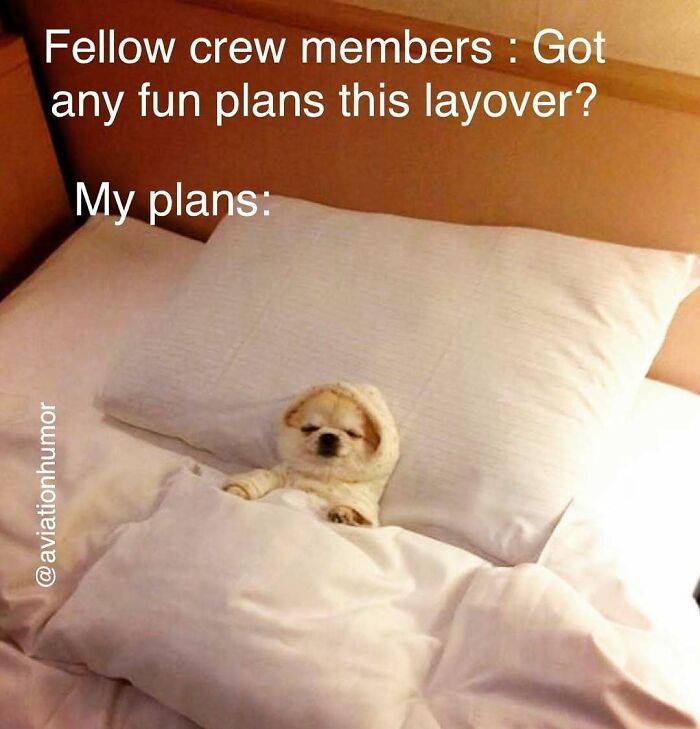 Small dog tucked in bed with text about layover plans, reflecting aviation memes for people spending more time in the air.