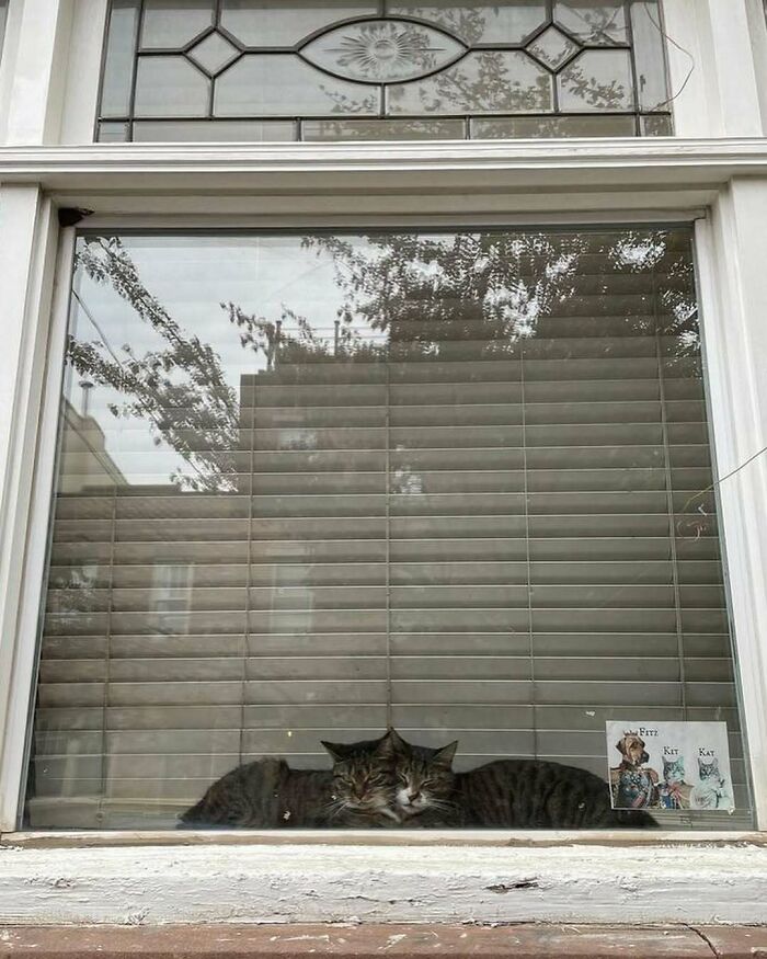 Two kitties sitting by the window, resting closely together with blinds and reflections in the glass behind them.