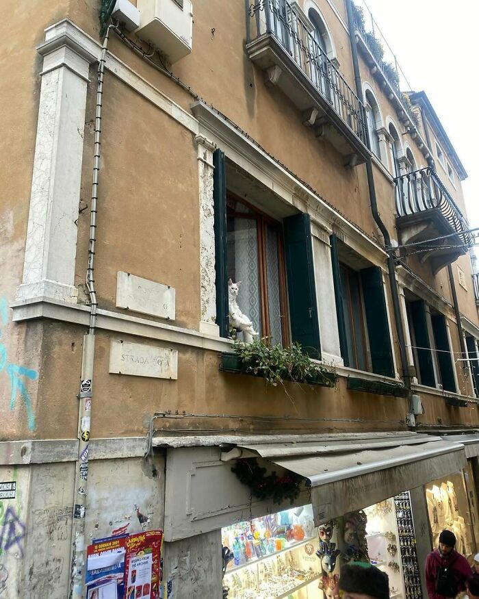 Cat sitting by an open window on an old city building brightening the day with its presence outside a busy street.