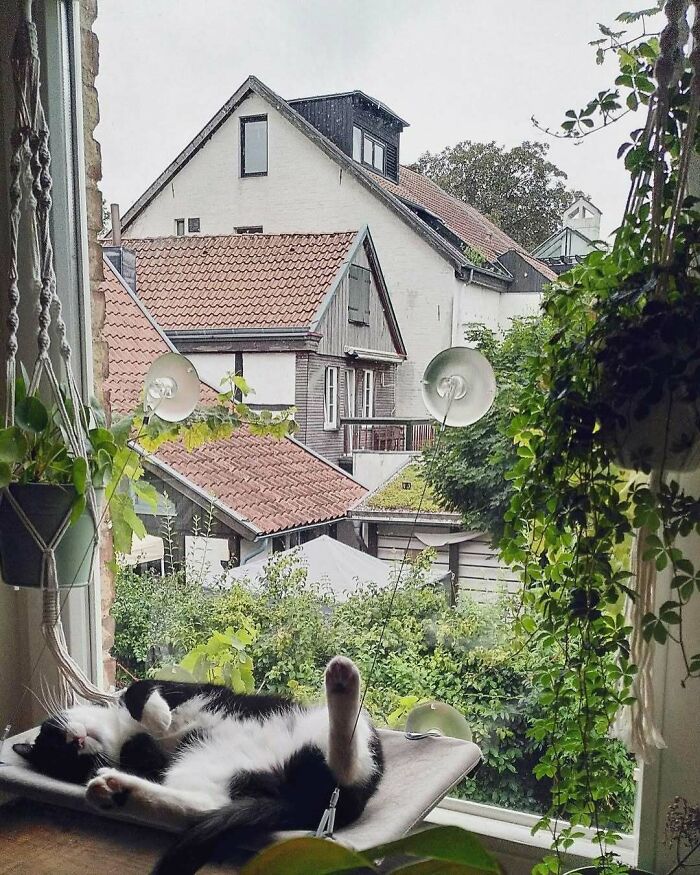 Black and white kitty relaxing on a window perch surrounded by hanging plants, making people’s days brighter by the window.