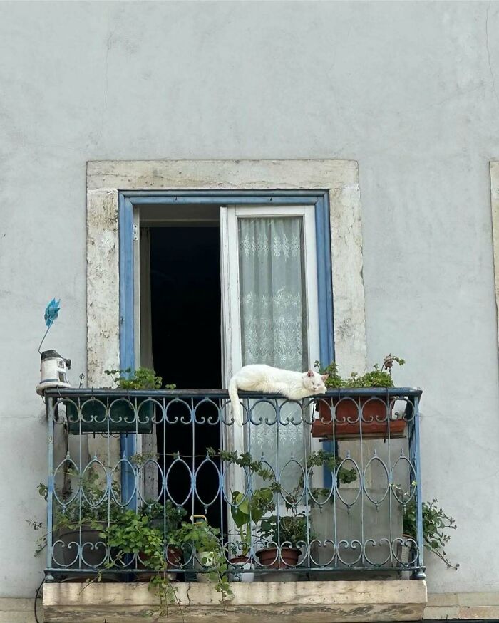 White kitty sitting and relaxing on a balcony railing beside the window with potted plants surrounding it.
