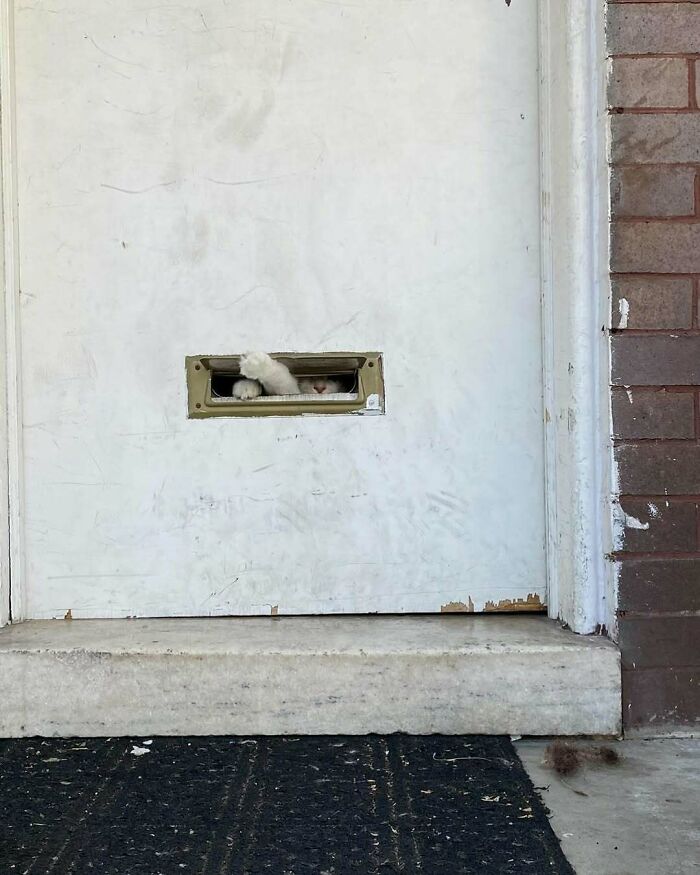 White kitty paws and face peeking through a small window slot in a white door, capturing a charming kitty moment.