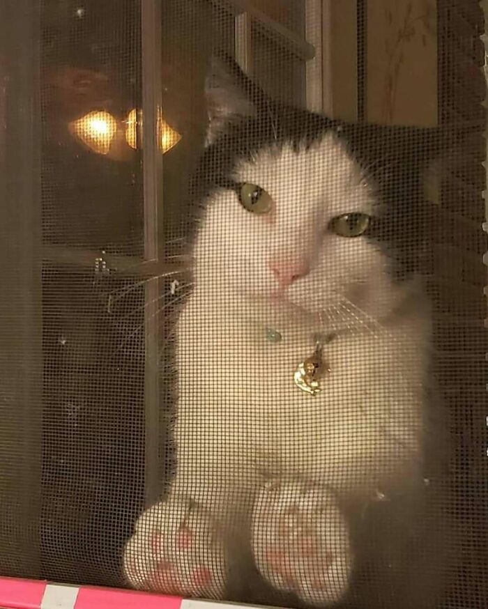 Cat sitting by the window looking through a screen, making people’s days brighter with its calm presence.