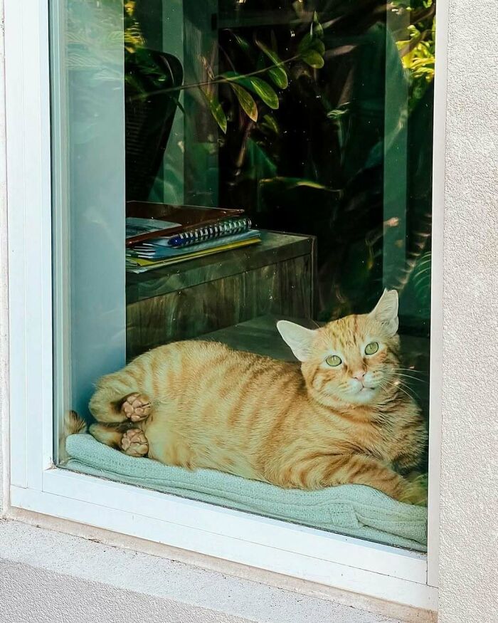Orange tabby kitty sitting by the window on a soft blanket, peacefully looking outside in a cozy home setting