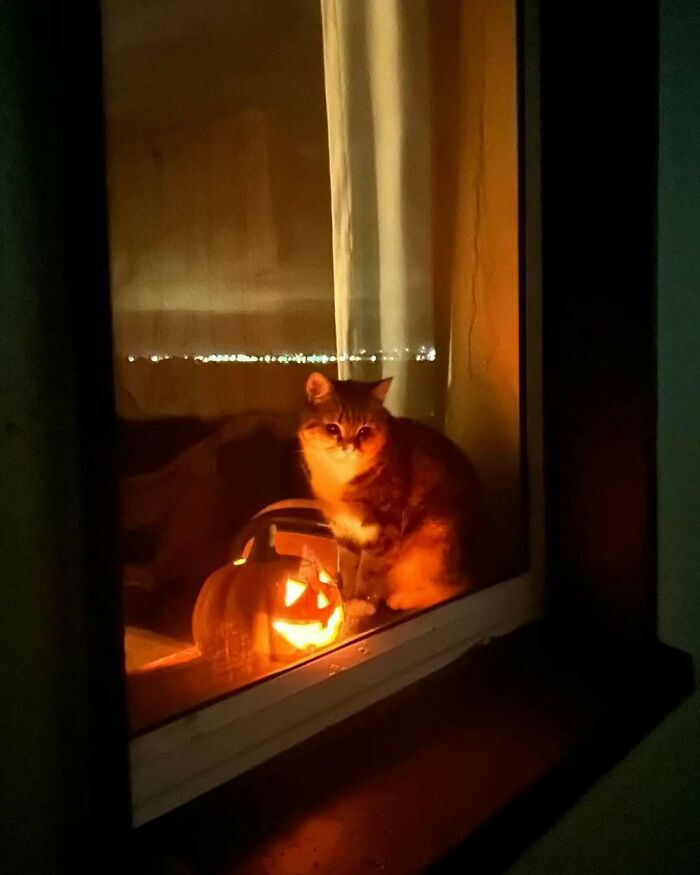 Cat sitting by the window at night next to a glowing carved pumpkin, creating a cozy and warm scene with kitties.