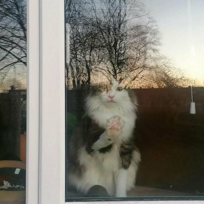 Fluffy cat sitting by the window with a paw raised, creating a heartwarming moment for people.