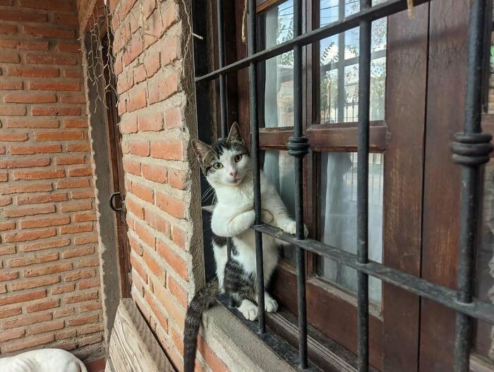 Cat sitting by the window behind iron bars, looking outside and making people’s days with its cute pose.