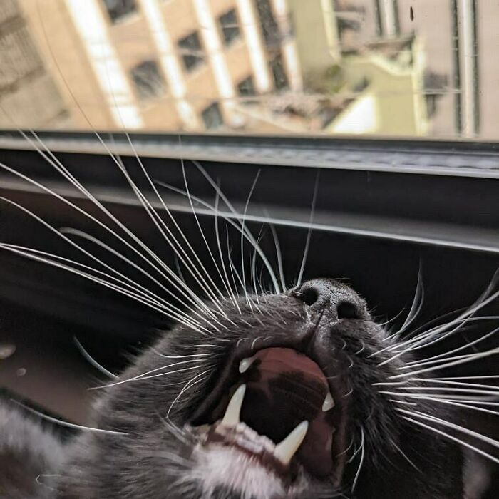 Close-up of a kitty sitting by the window with mouth open and whiskers prominently visible.