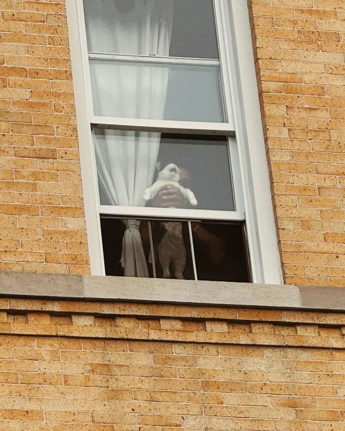 Kitty sitting by the window being held up inside a building with yellow brick walls and white curtains.