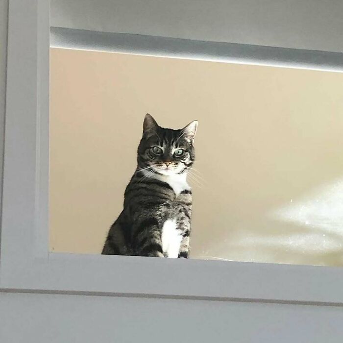 Tabby kitty sitting by the window, looking outside with curious eyes in a bright indoor setting.