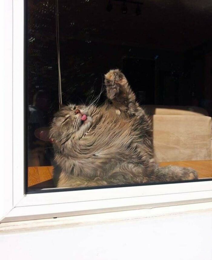Fluffy cat sitting by the window with tongue out, enjoying the sunlight and making people’s days brighter.