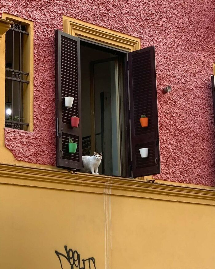 Cat sitting by the window of a colorful building, capturing a charming moment with kitties by the window.