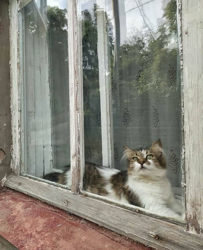 Tabby kitty sitting by the window with vintage white frame and patterned sheer curtains, enjoying a peaceful moment indoors.