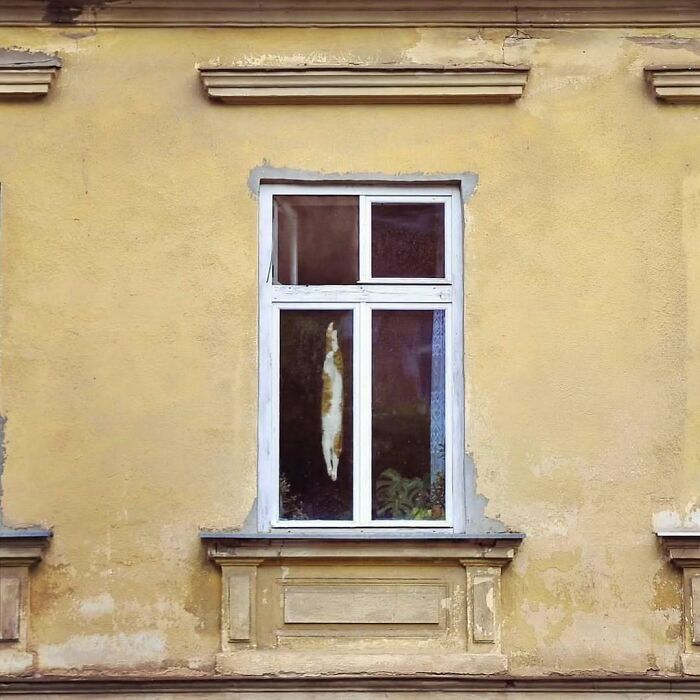 Cat sitting by the window on an old yellow building wall, capturing a cozy moment with kitties sitting by the window.