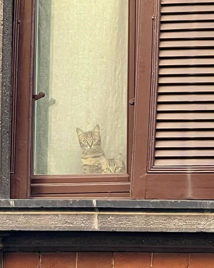 Two curious kitties sitting by a closed window with brown shutters, watching outside from indoors.