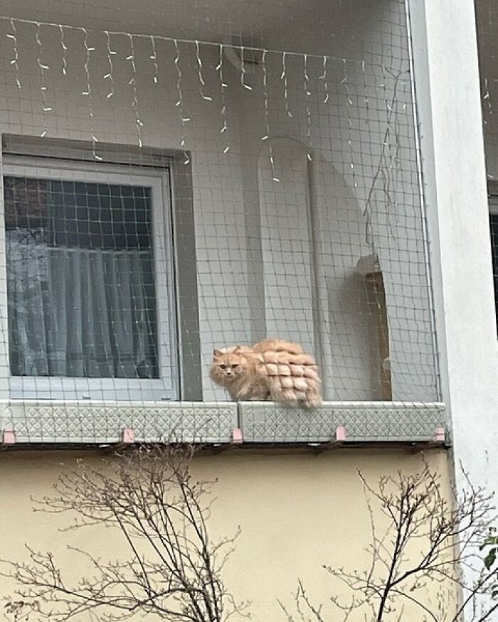 Fluffy cat sitting by the window on a balcony with netting, brightening the day with its cozy presence.