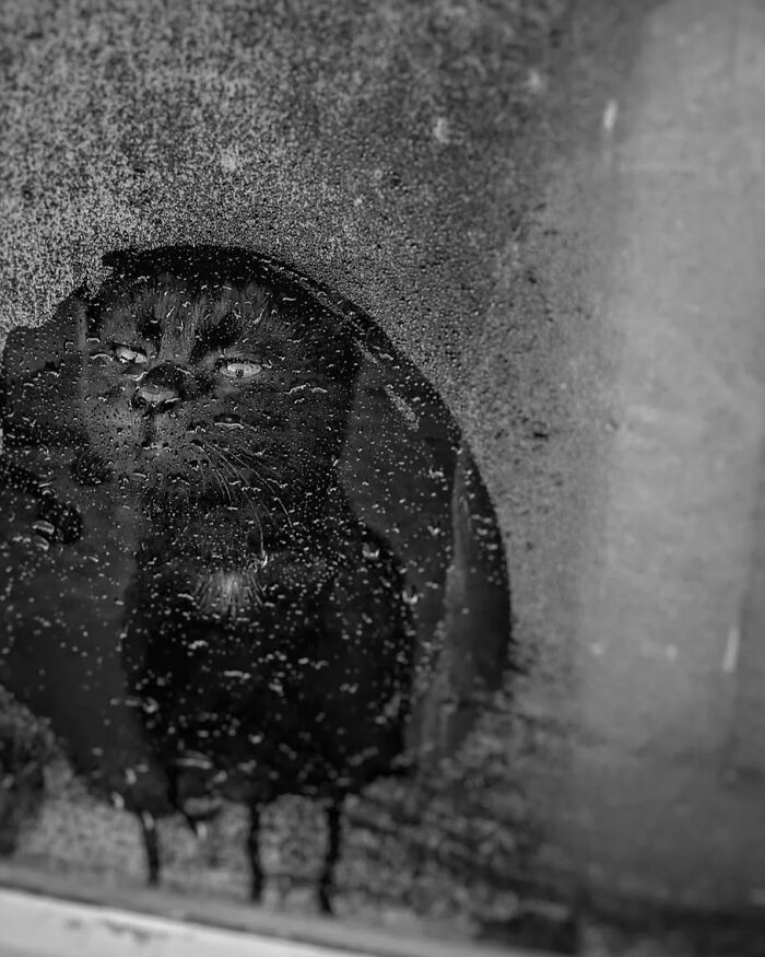Black cat sitting by a window covered in rain droplets, creating a reflective and moody atmosphere.