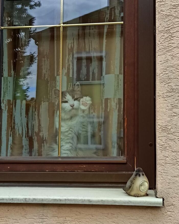 Fluffy cat sitting by the window, paw pressed on glass, making people’s days with an adorable window kitty moment.