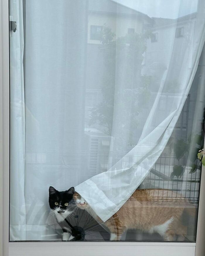 Two kitties sitting by the window, one black and white and one orange, peeking out from behind a curtain.