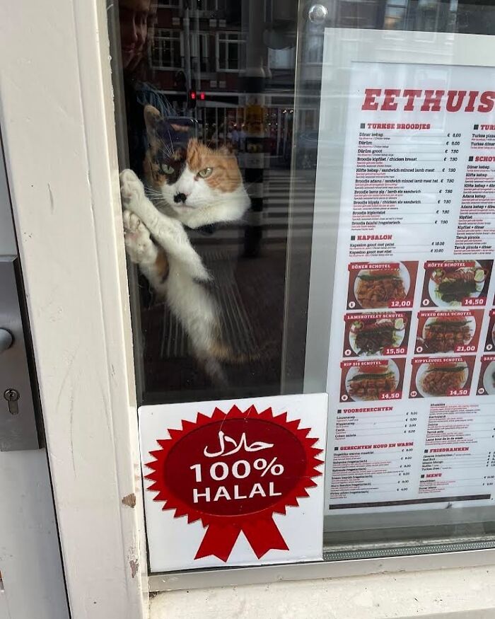 Calico kitty sitting by the window of a restaurant with a 100% halal sign visible on the door.