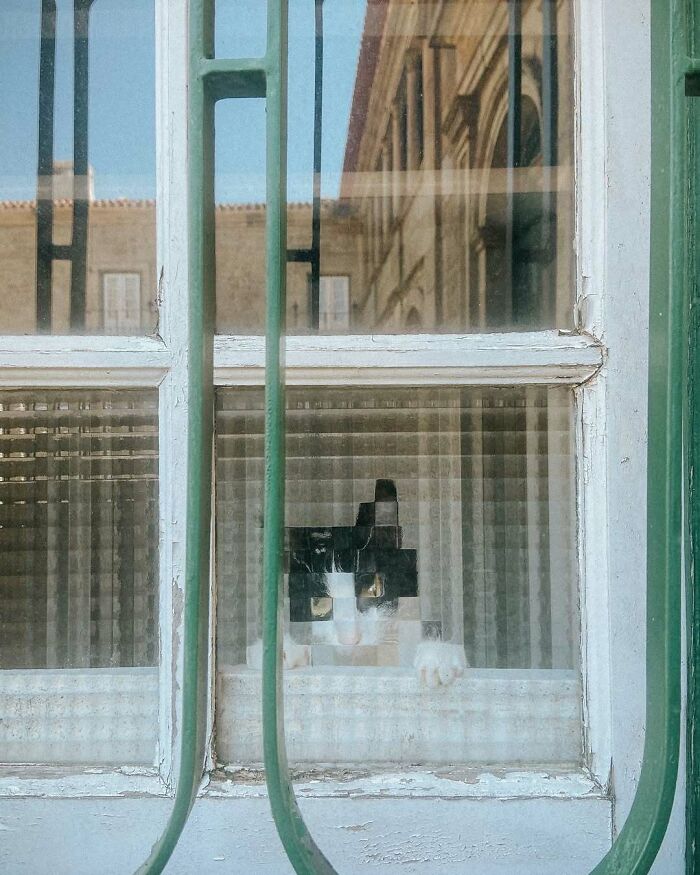 Black and white kitty sitting by the window behind green bars, peeking outside and brightening the day.