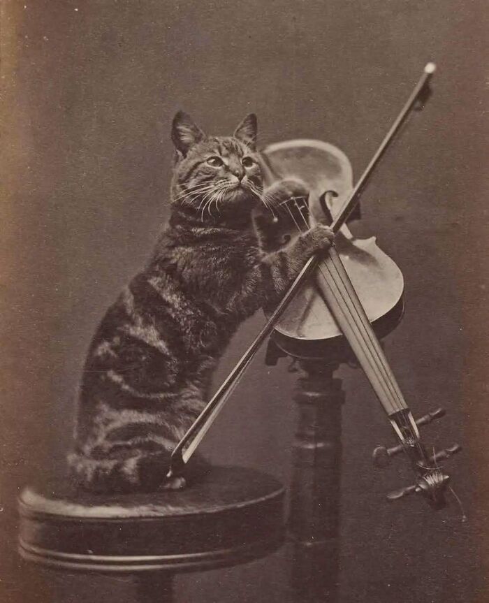 Tabby cat playing violin in a quirky Victorian era photo highlighting weird photos from the Victorian era.