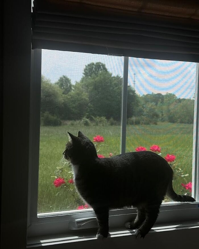 Cat sitting by the window looking outside at flowers and greenery, capturing a peaceful moment with kitties by the window.