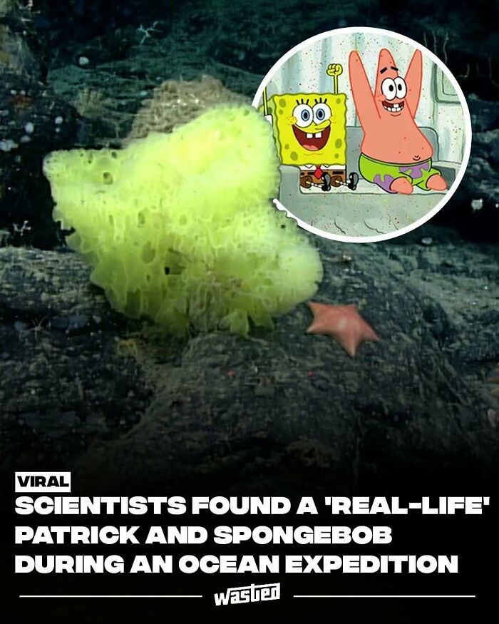 Yellow sponge-like sea creature resembling SpongeBob with a starfish near it, fun facts about ocean discovery.
