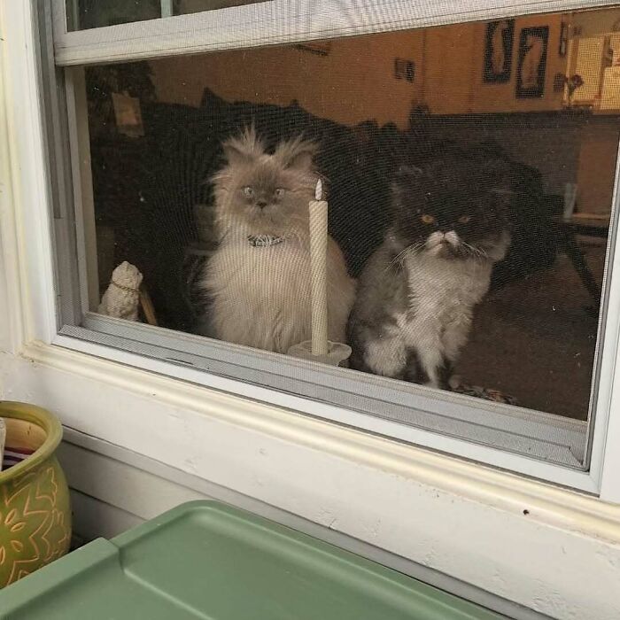 Two fluffy kitties sitting by the window next to a candle and looking outside on a cozy day indoors.