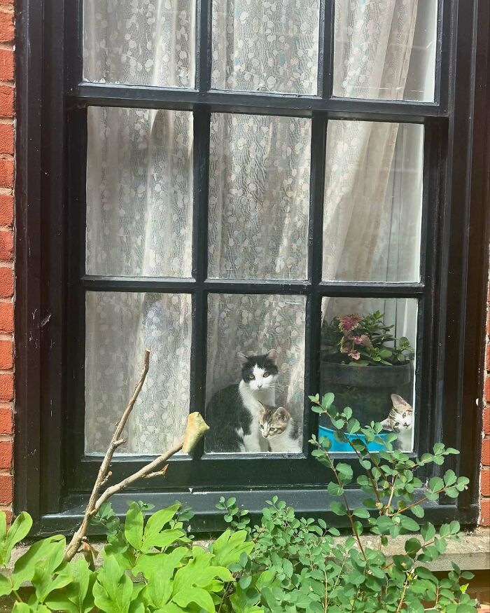 Three kitties sitting by the window with lace curtains and green plants outside on a sunny day.