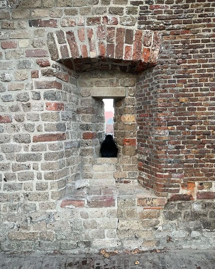 Black kitty sitting by a narrow window in an old brick wall, creating a cozy and charming scene.