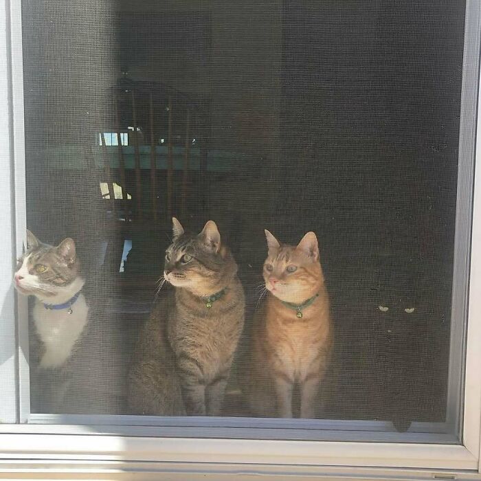 Four kitties sitting by the window looking outside on a sunny day, creating a cozy and charming scene.