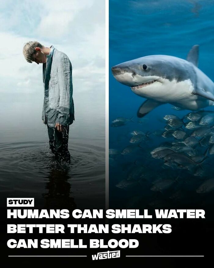Human standing in water next to an image of a shark, illustrating fun facts about human and shark senses.