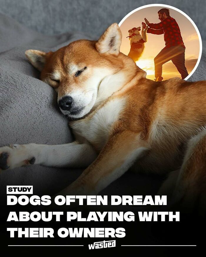 Sleeping dog dreaming of playing with owner, illustrating fun facts and things to learn for 18.2M followers.